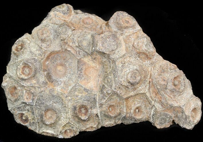 Bargain Fossil Coral (Actinocyathus) Head - Morocco #44879